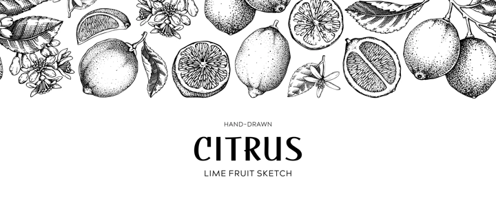 Lime fruit border. Exotic plants seamless pattern. Botanical design vintage. Citrus fruit sketches.Hand drawn vector illustration. NOT AI generated